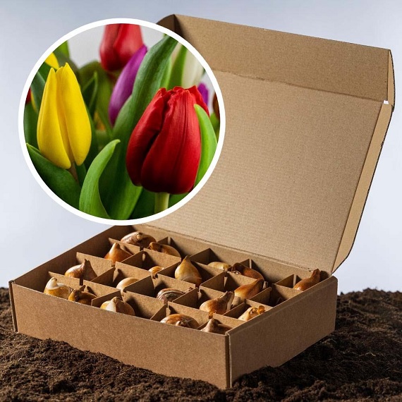 onderschrift Abnormaal molen Tulpenbollen Kopen | Bestellen doe je snel op: Tulpen.nl