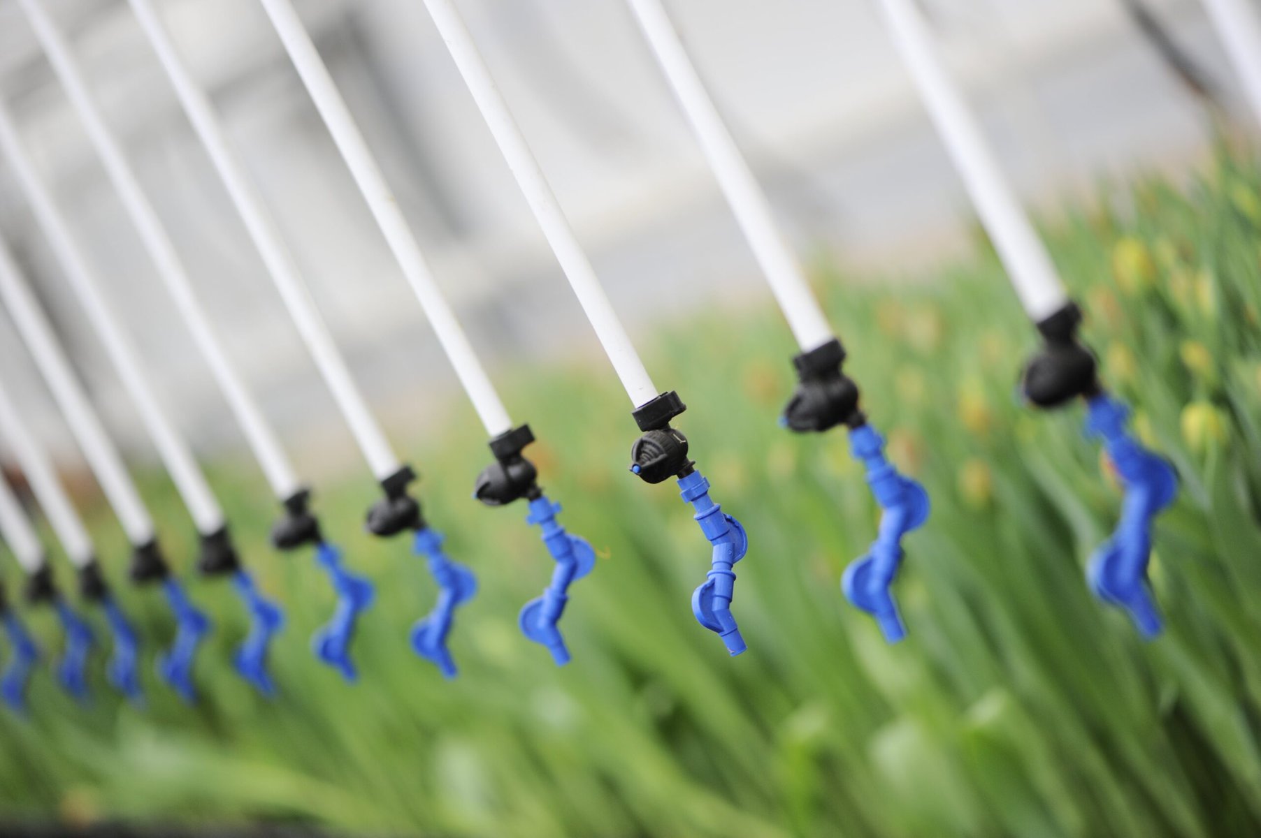 duurzame tulpen in de kas