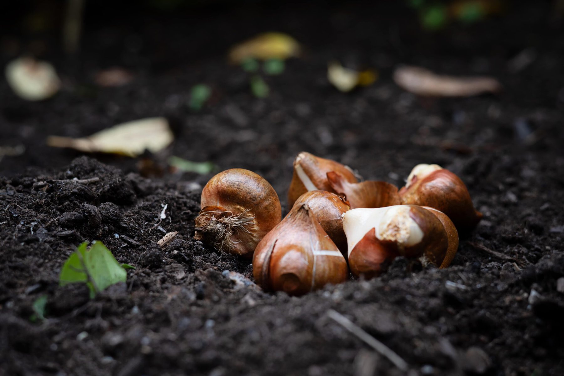 planten van mijn tulpenbollen