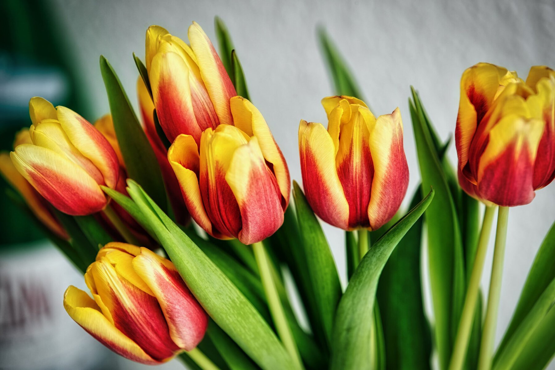tulpen verzorgen