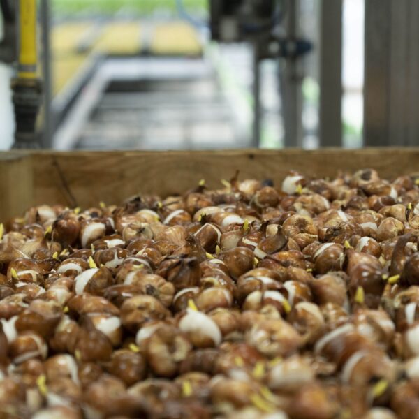 tulpenbollen op kwekerij