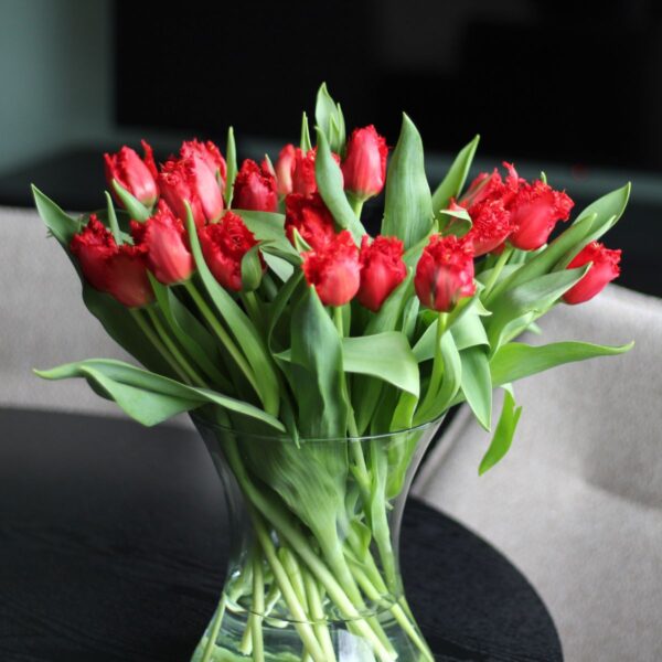 rode gefranjerde tulpen