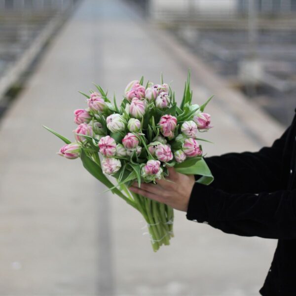 dubbele roze tulpen small