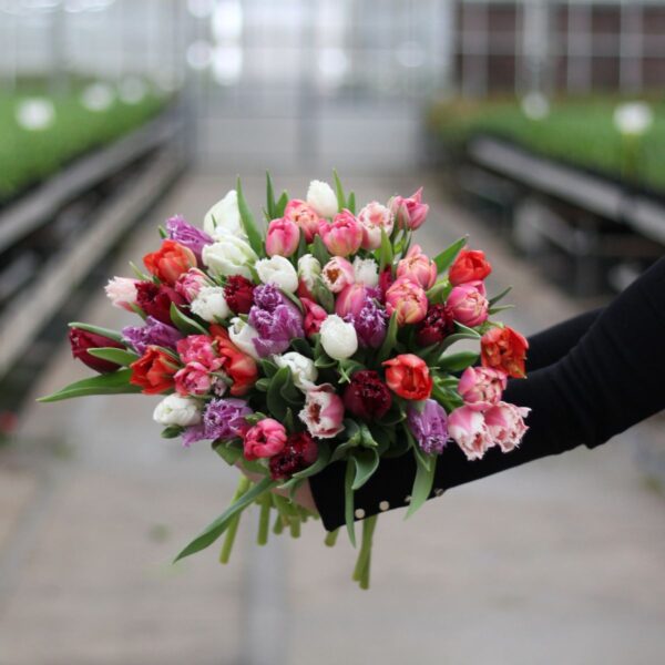 gemengde exclusieve tulpen large