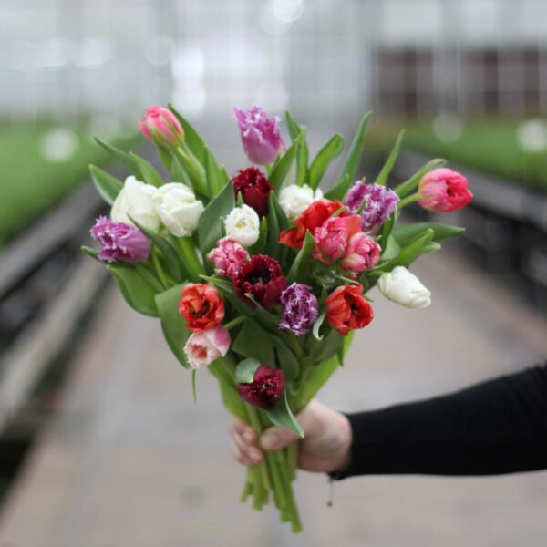 gemengde exclusieve tulpen small