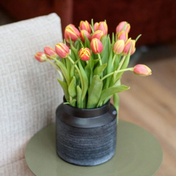 tulpen multicolour warm