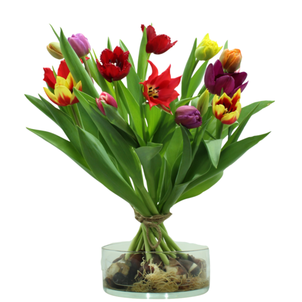 tulpenschoof gemengd