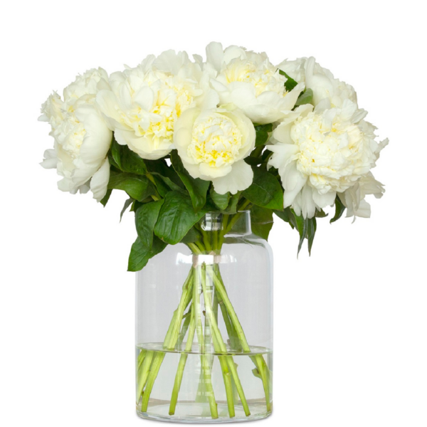witte pioenrozen