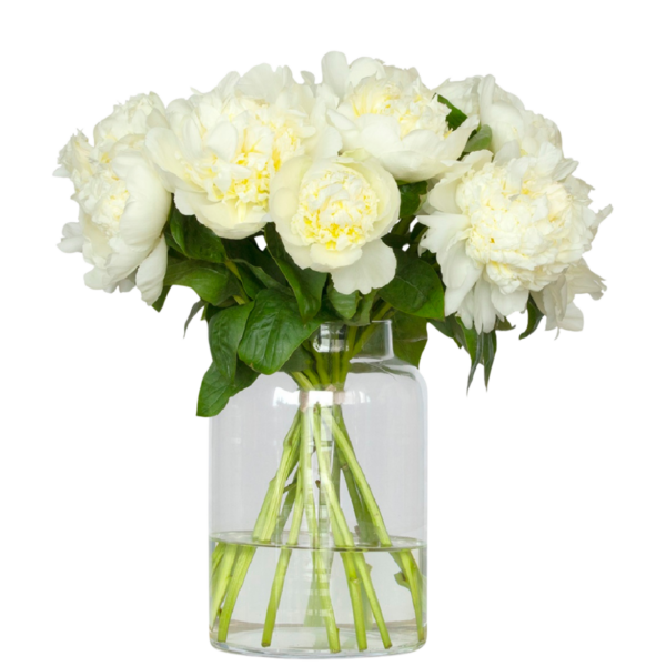 witte pioenrozen