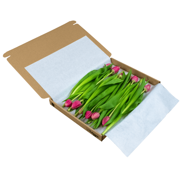 dubbele multicolour brievenbus tulpen