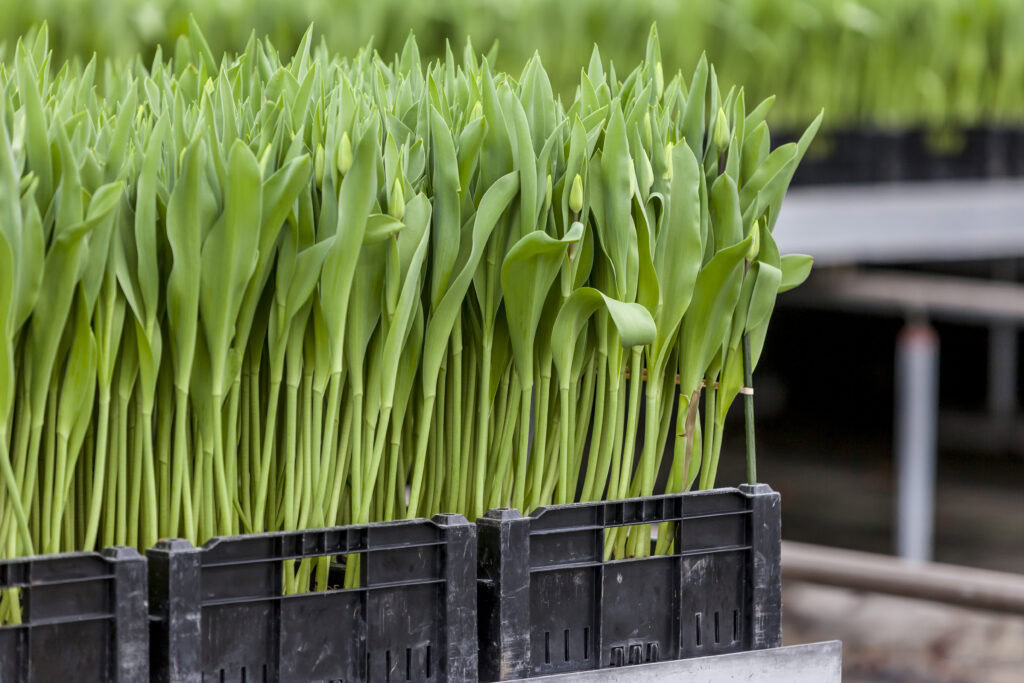 Het hele jaar tulpen