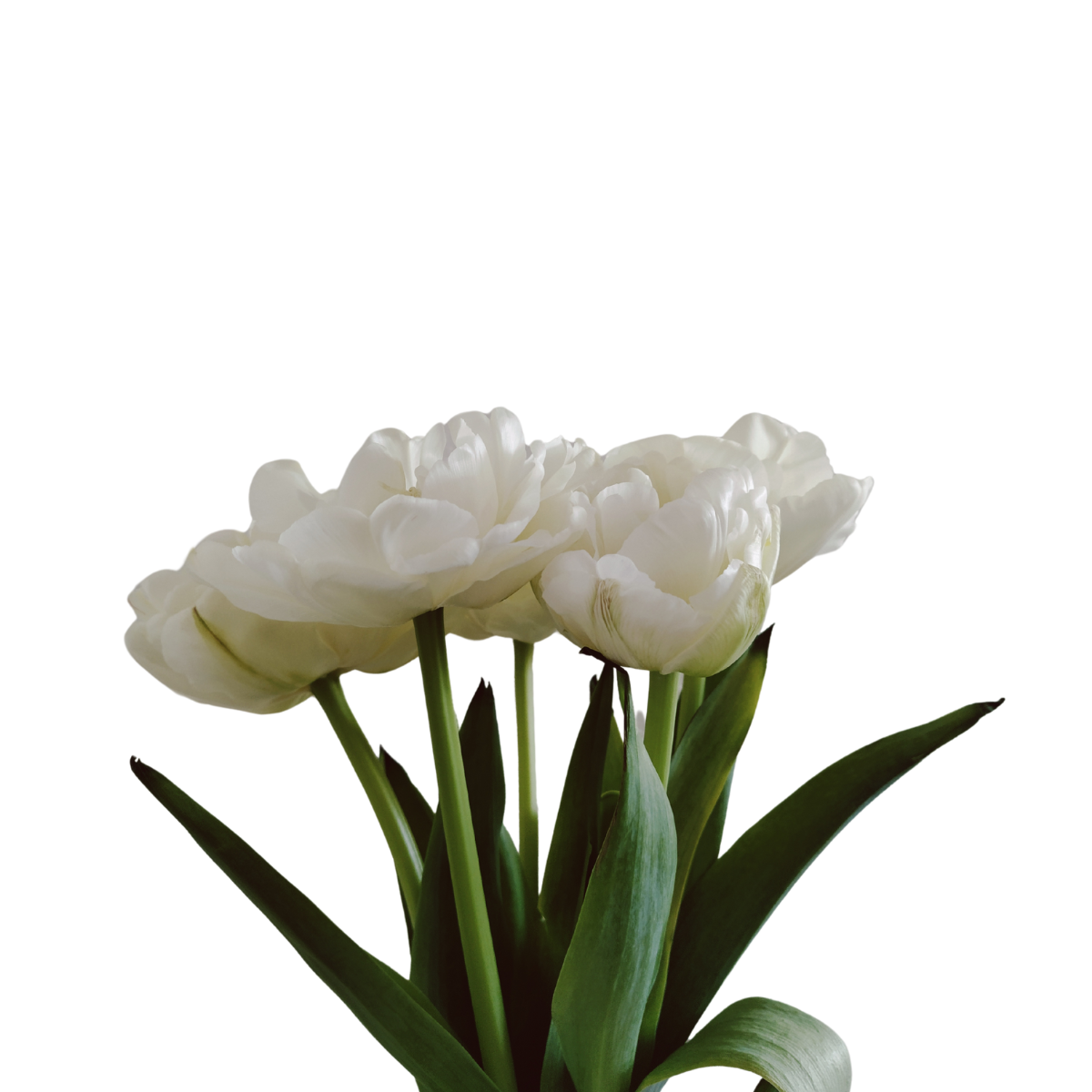 Brievenbus tulpen
