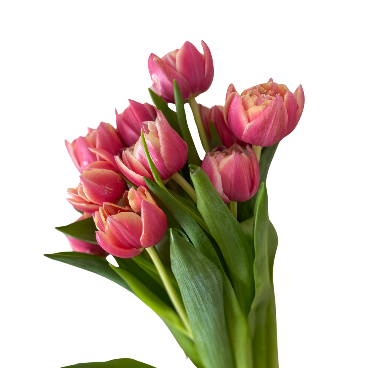 Bossen tulpen