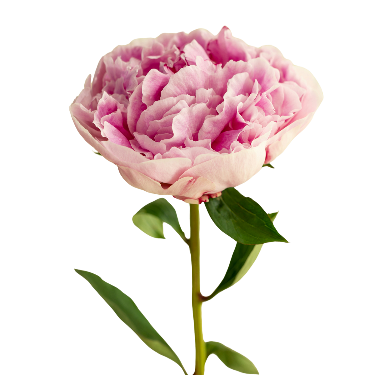 Pioenrozen